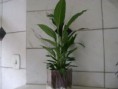 /products/vaso-em-acrilico-2mm-com-planta-natural-lirio-da-paz/